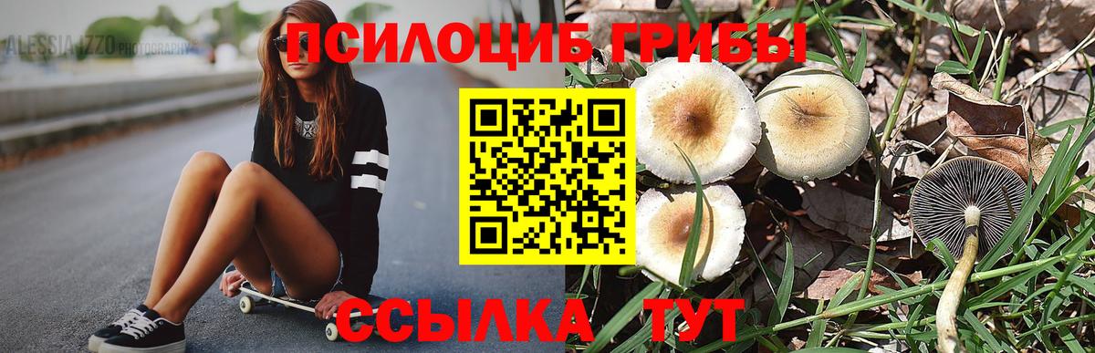 Галлюциногенные грибы Psilocybe Сибай